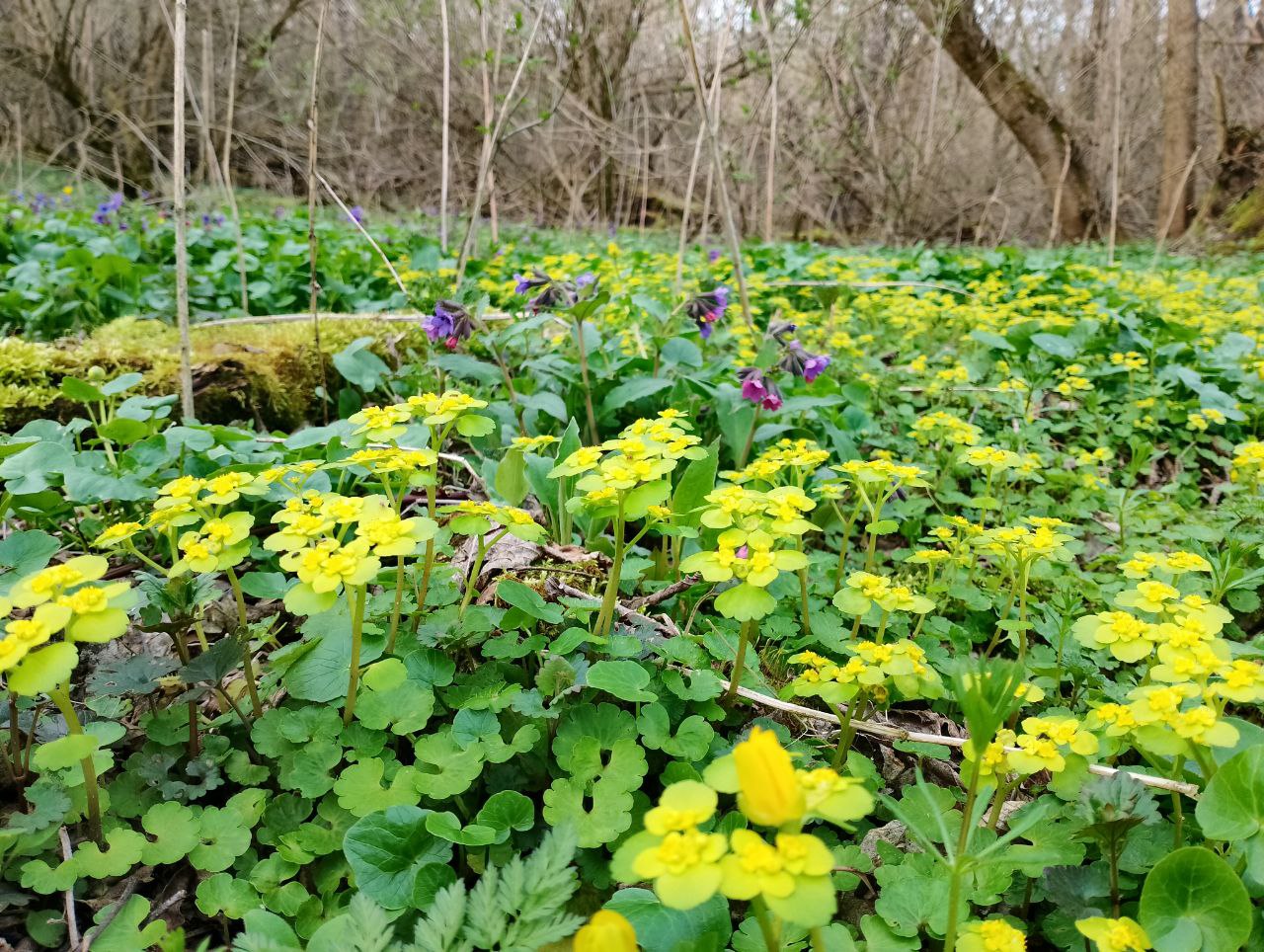 Лише раз на рік. Де побачити найкрасивіший розлив Десни навесні: путівник